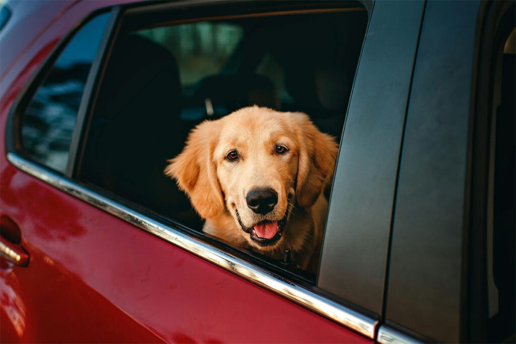 viajar con perro