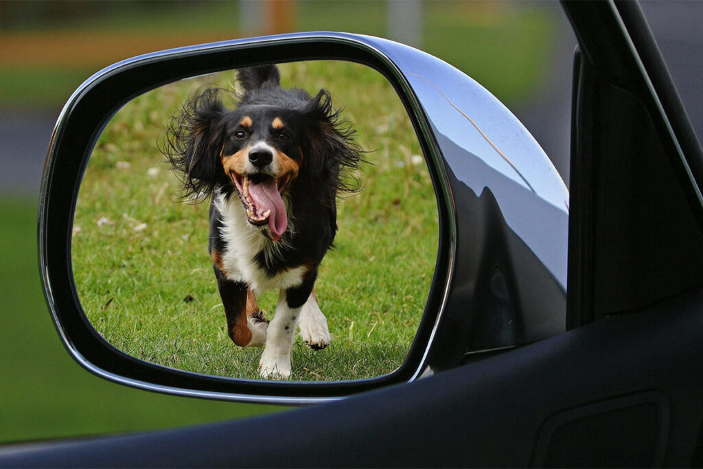 viajar con perro