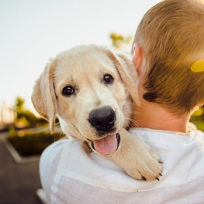 Servicio Dog Friendly