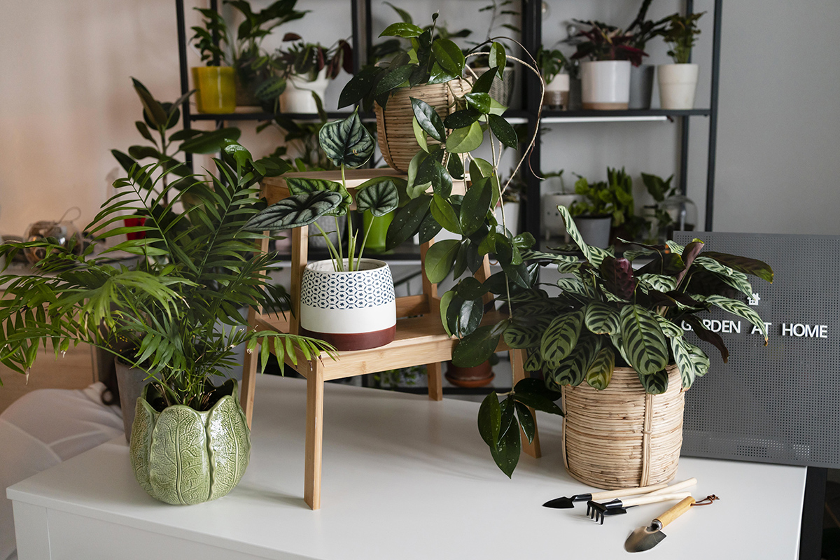 Foto noticia: Qué plantar en primavera en casa: ideas